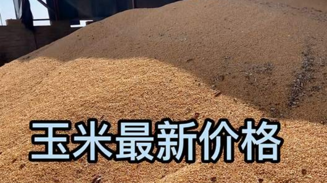 2025.3.24 山东玉米报价