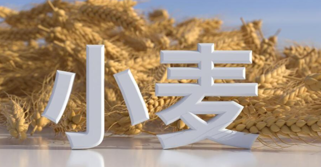 2025.3.24 最新小麦报价