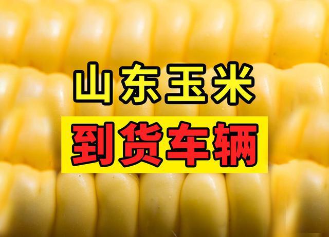 2025.5.16 山东玉米深加工企业晨间车辆剩余信息